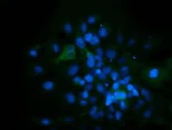 CD33 Monoclonal Antibody (OTI1G10), TrueMAB , OriGene 100 &mu;L; Unconjugated:Antibodies,