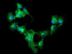 CD33 Mouse anti-Human, Clone: OTI2B2, lyophilized, TrueMAB 100 &mu;g; Unconjugated:Antibodies,