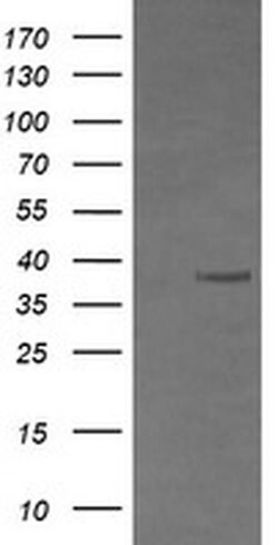 CD33 Monoclonal Antibody (OTI2E4), TrueMAB , OriGene:Antibodies:Primary