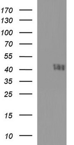 CD33 Monoclonal Antibody (OTI2G8), TrueMAB , OriGene 100 &mu;L; Unconjugated:Antibodies,