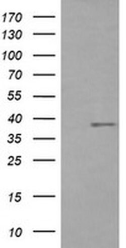 CD33 Monoclonal Antibody (OTI1G10), TrueMAB , OriGene 100 &mu;L; Unconjugated:Antibodies,