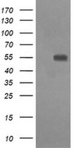 CD33 Monoclonal Antibody (OTI1E4), TrueMAB , OriGene 100 &mu;L; Unconjugated:Antibodies,