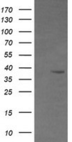 CD33 Mouse anti-Human, Clone: OTI2B2, lyophilized, TrueMAB 100 &mu;g; Unconjugated:Antibodies,