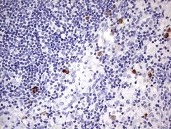 CD34 Mouse anti-Human, Clone: OTI39B1, lyophilized, TrueMAB 100 &mu;g;