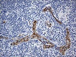 CD34 Monoclonal Antibody (OTI8F11), TrueMAB , OriGene 100 &mu;L; Unconjugated:Antibodies,