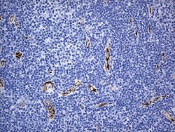 CD34 Monoclonal Antibody (OTI8F11), TrueMAB , OriGene:Antibodies:Primary