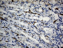 CD34 Monoclonal Antibody (OTI8F11), TrueMAB , OriGene 100 &mu;L; Unconjugated:Antibodies,