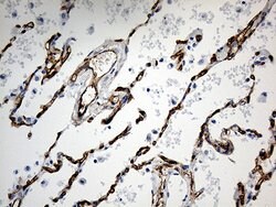 CD34 Monoclonal Antibody (OTI8F11), TrueMAB , OriGene 100 &mu;L; Unconjugated:Antibodies,