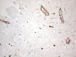 CD34 Mouse anti-Human, Clone: OTI11E1, lyophilized, TrueMAB 100 &mu;g;
