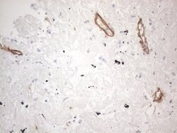 CD34 Mouse anti-Human, Clone: OTI11E1, liquid, TrueMAB 100 μL; Unconjugated:Antibodies,