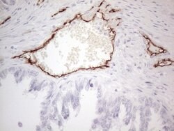 CD34 Mouse anti-Human, Clone: OTI11E1, lyophilized, TrueMAB 100 &mu;g;