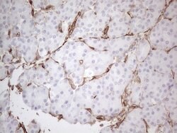 CD34 Mouse anti-Human, Clone: OTI11E1, lyophilized, TrueMAB 100 &mu;g;