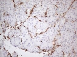 CD34 Mouse anti-Human, Clone: OTI11E1, liquid, TrueMAB 100 μL; Unconjugated:Antibodies,