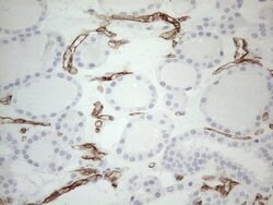 CD34 Mouse anti-Human, Clone: OTI11E1, lyophilized, TrueMAB 100 &mu;g;