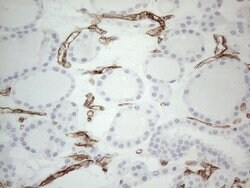 CD34 Mouse anti-Human, Clone: OTI11E1, liquid, TrueMAB 100 μL; Unconjugated:Antibodies,
