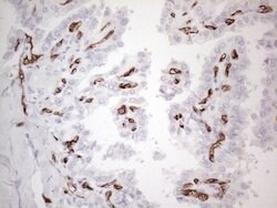 CD34 Mouse anti-Human, Clone: OTI11E1, lyophilized, TrueMAB 100 &mu;g;