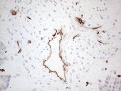 CD34 Mouse anti-Human, Clone: OTI11E1, lyophilized, TrueMAB 100 &mu;g;