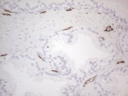 CD34 Mouse anti-Human, Clone: OTI11E1, lyophilized, TrueMAB 100 &mu;g;