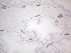 CD34 Mouse anti-Human, Clone: OTI11E1, liquid, TrueMAB 100 μL; Unconjugated:Antibodies,