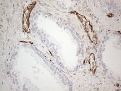 CD34 Mouse anti-Human, Clone: OTI11E1, lyophilized, TrueMAB 100 &mu;g;