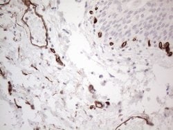 CD34 Mouse anti-Human, Clone: OTI11E1, lyophilized, TrueMAB 100 &mu;g;