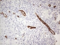 CD34 Mouse anti-Human, Clone: OTI11E1, lyophilized, TrueMAB 100 &mu;g;