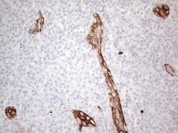 CD34 Mouse anti-Human, Clone: OTI11E1, lyophilized, TrueMAB 100 &mu;g;