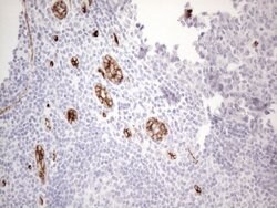 CD34 Mouse anti-Human, Clone: OTI11E1, lyophilized, TrueMAB 100 &mu;g;