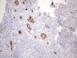 CD34 Mouse anti-Human, Clone: OTI11E1, liquid, TrueMAB 100 μL; Unconjugated:Antibodies,