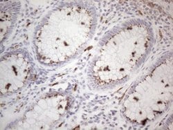 CD34 Mouse anti-Human, Clone: OTI11E1, lyophilized, TrueMAB 100 &mu;g;