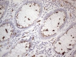 CD34 Mouse anti-Human, Clone: OTI11E1, liquid, TrueMAB 100 μL; Unconjugated:Antibodies,