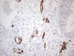CD34 Mouse anti-Human, Clone: OTI11E1, lyophilized, TrueMAB 100 &mu;g;