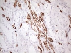 CD34 Mouse anti-Human, Clone: OTI11E1, lyophilized, TrueMAB 100 &mu;g;