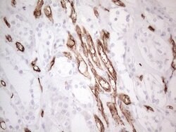 CD34 Mouse anti-Human, Clone: OTI11E1, liquid, TrueMAB 100 μL; Unconjugated:Antibodies,