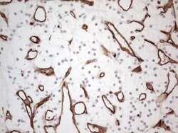 CD34 Mouse anti-Human, Clone: OTI11E1, lyophilized, TrueMAB 100 &mu;g;
