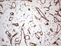 CD34 Mouse anti-Human, Clone: OTI11E1, liquid, TrueMAB 100 μL; Unconjugated:Antibodies,
