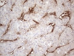 CD34 Mouse anti-Human, Clone: OTI11E1, lyophilized, TrueMAB 100 &mu;g;