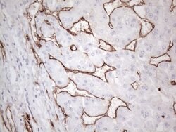 CD34 Mouse anti-Human, Clone: OTI11E1, lyophilized, TrueMAB 100 &mu;g;