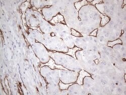 CD34 Mouse anti-Human, Clone: OTI11E1, liquid, TrueMAB 100 μL; Unconjugated:Antibodies,