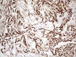 CD34 Mouse anti-Human, Clone: OTI11E1, liquid, TrueMAB 100 μL; Unconjugated:Antibodies,