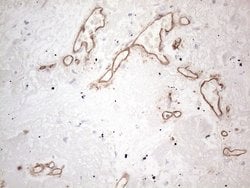 CD34 Monoclonal Antibody (OTI11A5), TrueMAB , OriGene 100 &mu;L; Unconjugated:Antibodies,
