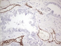 CD34 Monoclonal Antibody (OTI11A5), TrueMAB , OriGene 100 &mu;L; Unconjugated:Antibodies,