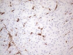 CD34 Monoclonal Antibody (OTI11A5), TrueMAB , OriGene 100 &mu;L; Unconjugated:Antibodies,