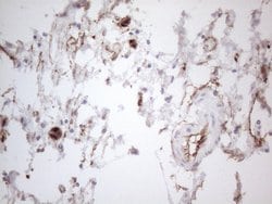 CD34 Monoclonal Antibody (OTI11A5), TrueMAB , OriGene 100 &mu;L; Unconjugated:Antibodies,