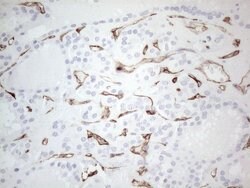 CD34 Monoclonal Antibody (OTI11A5), TrueMAB , OriGene 100 &mu;L; Unconjugated:Antibodies,