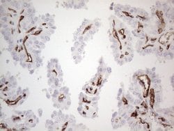 CD34 Monoclonal Antibody (OTI11A5), TrueMAB , OriGene 100 &mu;L; Unconjugated:Antibodies,