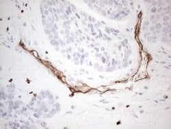 CD34 Monoclonal Antibody (OTI11A5), TrueMAB , OriGene 100 &mu;L; Unconjugated:Antibodies,