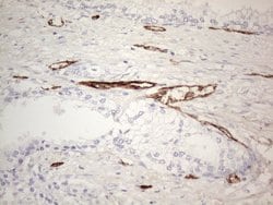 CD34 Monoclonal Antibody (OTI11A5), TrueMAB , OriGene 100 &mu;L; Unconjugated:Antibodies,