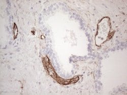CD34 Monoclonal Antibody (OTI11A5), TrueMAB , OriGene 100 &mu;L; Unconjugated:Antibodies,