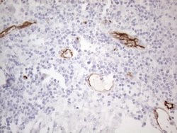 CD34 Monoclonal Antibody (OTI11A5), TrueMAB , OriGene 100 &mu;L; Unconjugated:Antibodies,